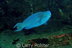 Wreck, El Anguila, 100', very blue parrot, not narc-ed, b... by Larry Polster 